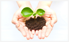 東京ではペット葬儀を扱う寺院があります